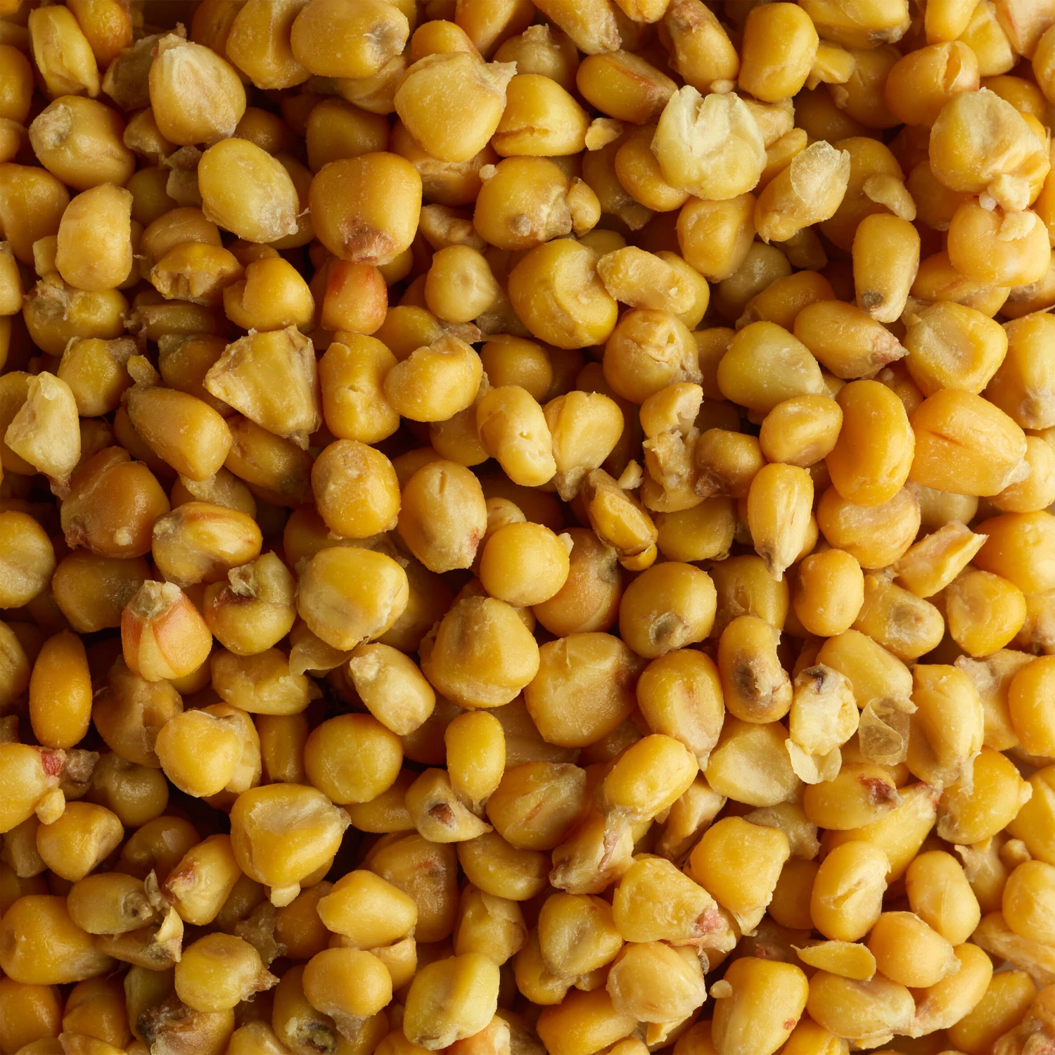 Carp-fishing Seeds 5 Kg Bag Of Maize (cooked Grains) 4 Carp-fishing Seeds 5 Kg Bag Of Maize (cooked Grains) - Image 2