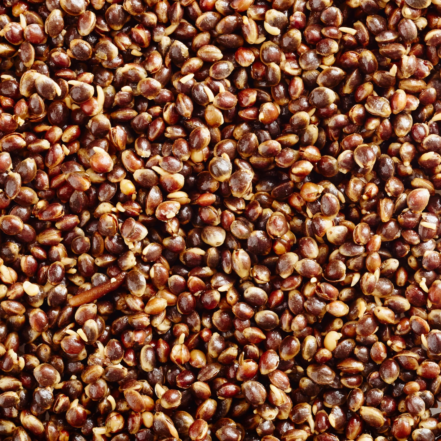 Carp-fishing Seeds 5 Kg Bag Of Hemp (cooked Seeds) 4 Carp-fishing Seeds 5 Kg Bag Of Hemp (cooked Seeds) - Image 2