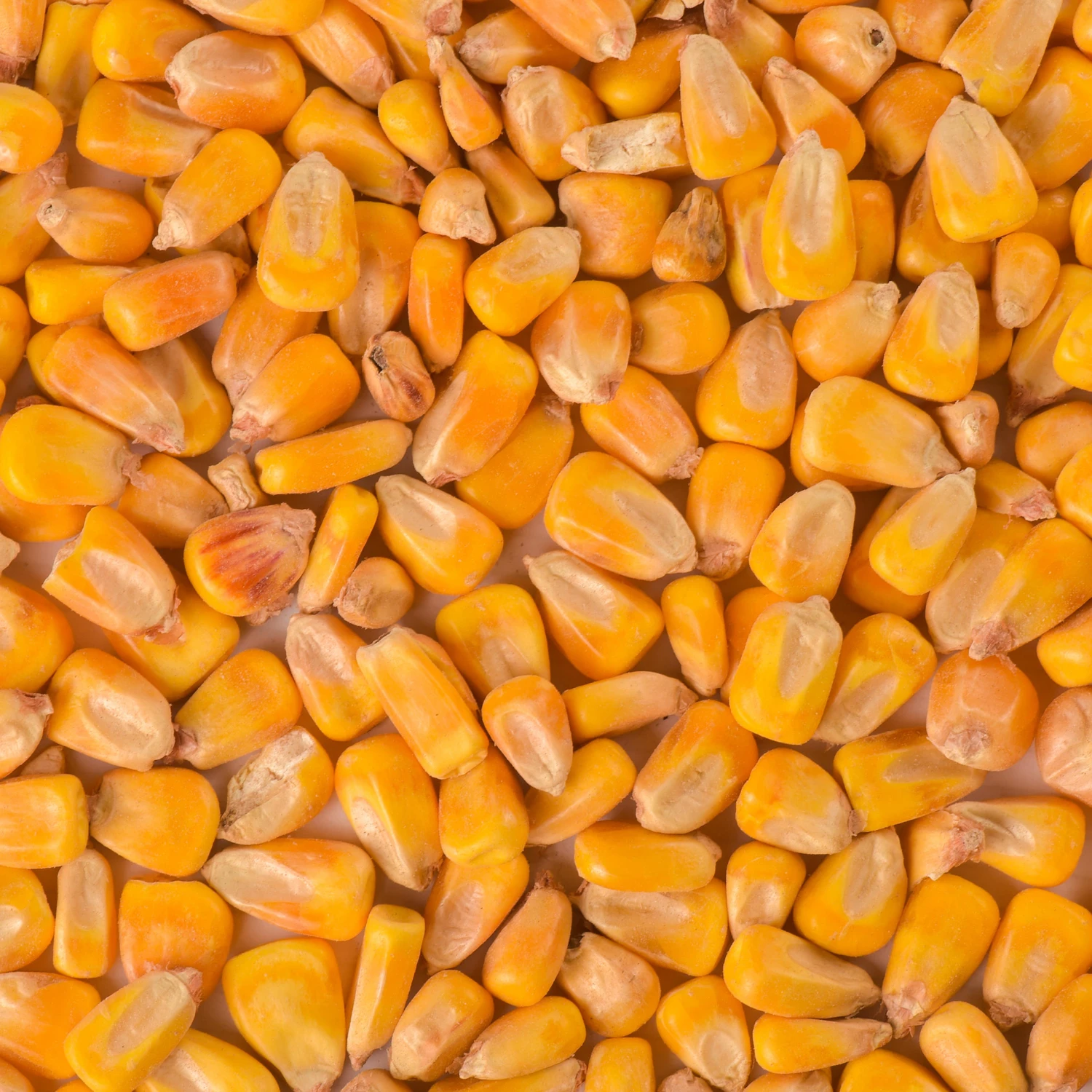 CARP FISHING DRIED SEEDS MAIZE 5 KG 4 CARP FISHING DRIED SEEDS MAIZE 5 KG - Image 2